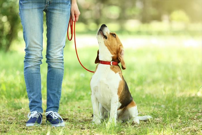 散歩中の犬の基本的なしつけとリーダーウォークのやり方を紹介